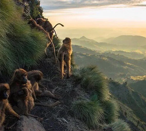 3-Day Simien Mountain Trekking