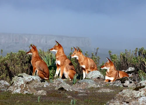 Bale Mountains, 4 Days Trekking Adventure