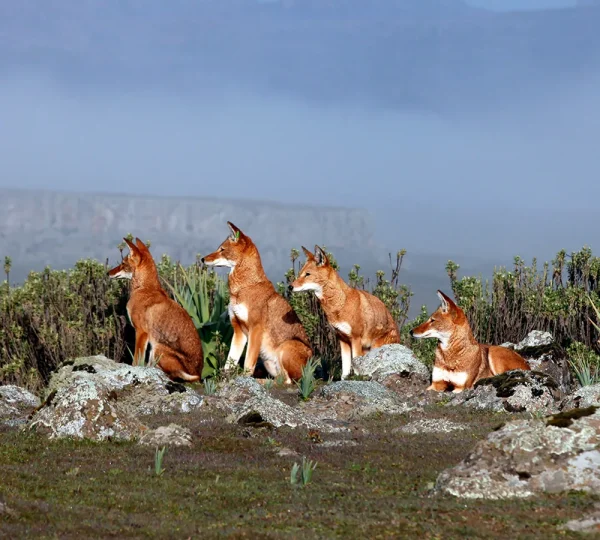 Bale Mountains, 4 Days Trekking Adventure