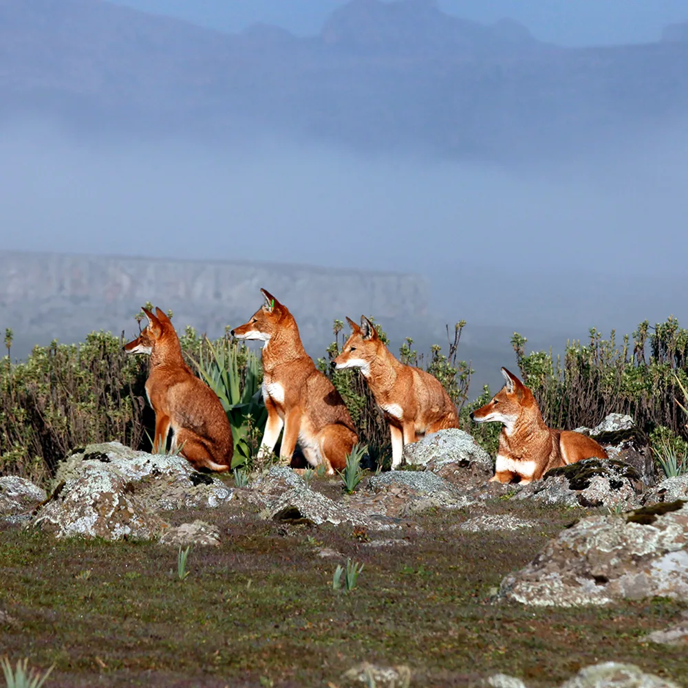 Bale Mountains, 4 Days Trekking Adventure